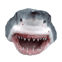 Shark Sticker by imoji