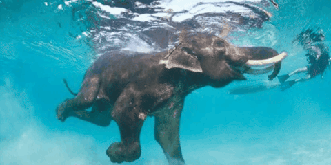 anthonyblumberg0 giphygifmaker giphyattribution GIF