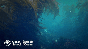 oceanschoolnow ocean swimming seal hiding GIF