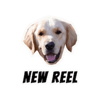 Retriever Goldies Sticker by Milagency