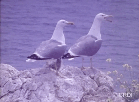 CRDI giphygifmaker gulls gaviotas gavines GIF