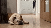 GIF by Great Big Story