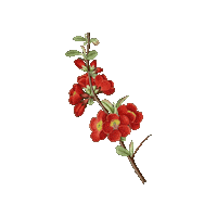 Flor Sticker