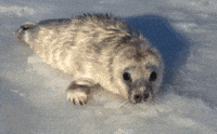 seal GIF