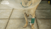 National Geographic Vet GIF by Nat Geo Wild