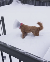 Dog’s Post-Surgery Pain Subsides at the Sight of Ontario Snow