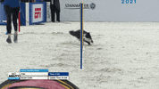 Espn Dogs GIF by American Kennel Club