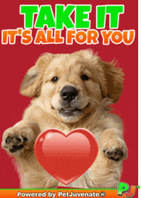 Love Rescue Dogs GIF by PetJuvenate