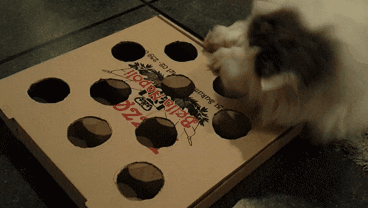 cat ball GIF