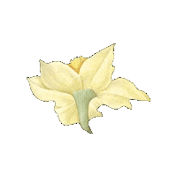 Flower Sticker by elicoelhoshop