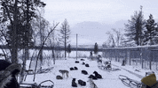 Winter Dogs GIF by #nikaachris
