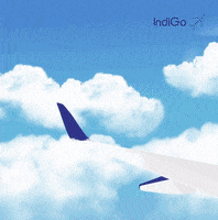indigoairline  GIF