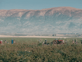 Drama Lebanon GIF by TIFF