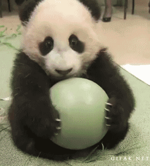 Panda Animals Being Jerks GIF