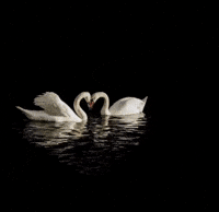 Water Swan GIF