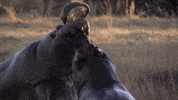 fight yawn GIF by BBC Earth