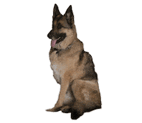 german shepherd dog Sticker by The Village