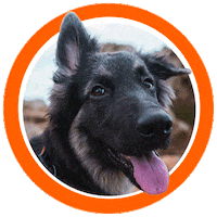 wousic german shepherd gsd alaskan pastor aleman Sticker