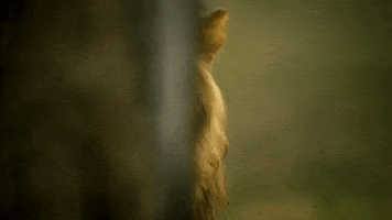 Serengeti GIF by Discovery