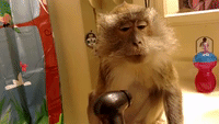 Monkey Tries to Cool Down With a Fan