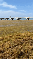 Seaweed Blooms Threaten Florida Beaches