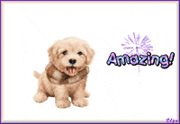 CuteAnimations  GIF