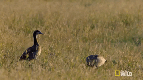 nat geo wild GIF by Savage Kingdom