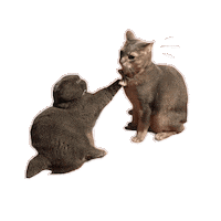 고양이 Kwon Jiyong Sticker