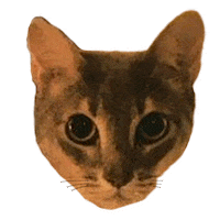 Cats Iye Sticker
