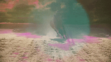 horse hors avey tare farmwave GIF