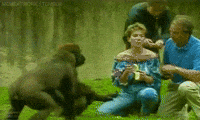 monkey fail GIF