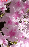 flores GIF