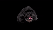 Happy Dogs GIF by SARAHWALLERARCHITECTURE