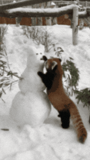 Red Panda GIF by Valley Zoo Development Society