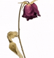 Sad Rose GIF
