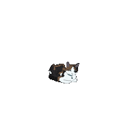 Cat Toxi Sticker