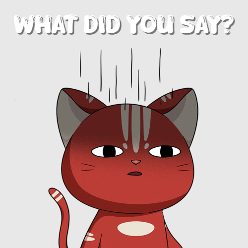 Cat What GIF by Kitaro World