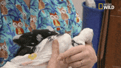 nat geo wild pets GIF by Dr. K's Exotic Animal ER