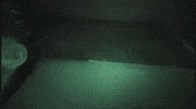 Gaper GIF