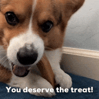 Dog Corgi GIF