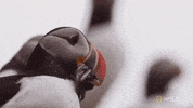 Puffin GIF by Nat Geo Wild