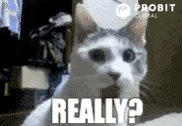 Cat Wow GIF by ProBit Global
