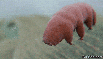Water Bear Tardigrade GIF by reactionseditor