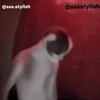 Sexy Cat GIF