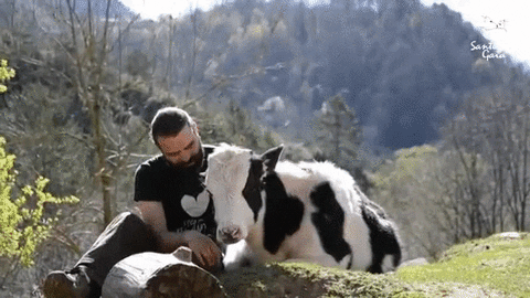 Cow Cattle GIF