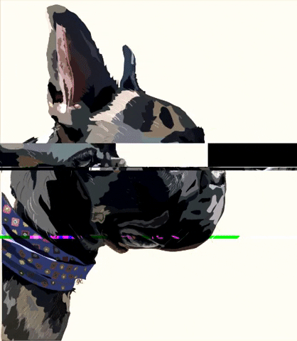 guadaceragioli dog bulldog frenchbulldog ilustration GIF