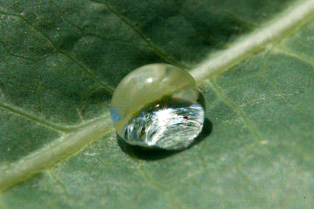 water drop GIF