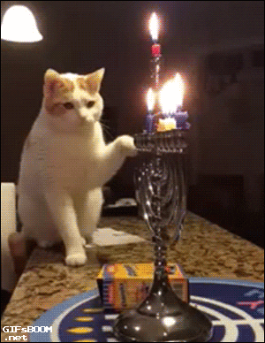 Cat Candle GIF
