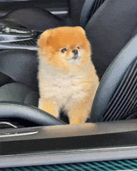 Pomeranian Happy Dog GIF