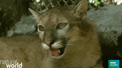 natural world cat GIF by BBC Earth